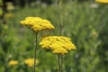 Yellow yarrow, Achillea, clypeolata, Royalty Free Stock Photo