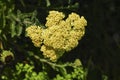 Yellow yarrow - Achillea millefoliium