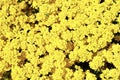 Yellow Yarrow Bush in Full Bloom