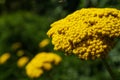 Yellow Yarrow Flower Cluster