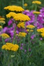 Yellow yarrow