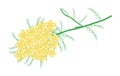 Yellow Yarrow Flowers or Achillea Millefolium Flowers