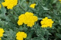 Yellow yarrow flowers, green field bush plant, Achillea Royalty Free Stock Photo