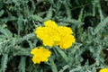 Yellow yarrow flowers, green field bush plant, Achillea millefolium Royalty Free Stock Photo