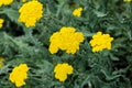 Yellow yarrow flowers, green field bush plant, Achillea millefolium Royalty Free Stock Photo