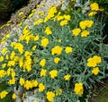 Yellow yarrow flowers, green field bush plant, Achillea Royalty Free Stock Photo