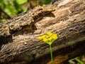 Yellow Yarrow Growing Beside A Log