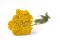 Yellow yarrow isolated on white Royalty Free Stock Photo