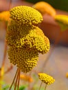 Yellow Yarrow