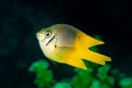 yellow yellowtail damsel damselfish fish Royalty Free Stock Photo
