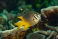 yellow yellowtail damsel damselfish fish Royalty Free Stock Photo