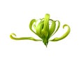 Yellow Ylang-Ylang flower is blooming isolated on white background