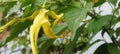 yellow ylang flower, blooms next to the house and very fragrant. Royalty Free Stock Photo