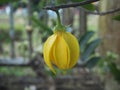 Yellow ylang-ylang flower (Cananga odorata) on the tree. Royalty Free Stock Photo