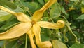 Yellow ylang flowers