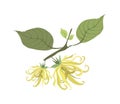 Yellow Ylang Ylang Flowers on White Background