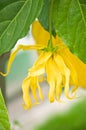 Yellow Ylang-Ylang flower on tree Royalty Free Stock Photo