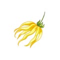 Yellow ylang-ylang flower on white background Royalty Free Stock Photo