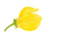 Yellow ylang-ylang flower Royalty Free Stock Photo