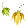 Yellow Ylang Ylang Flowers on White Background