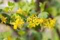 Yellow yoshta flowers in early spring in the garden Royalty Free Stock Photo