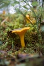 Yellow young with beautiful texture mushroom chanterelle in moss