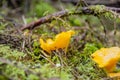 Yellow young with beautiful texture mushroom chanterelle in moss
