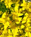 yellow young foliage of the spirea bush