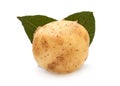 Yellow young potato with leaf Royalty Free Stock Photo