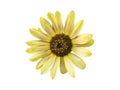 Yellow young sunflower flower head close up front view Royalty Free Stock Photo