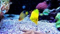 Yellow zebrasoma tang and regal angel Angelfish redsea Royalty Free Stock Photo