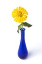 Yellow zinnia in blue bottle