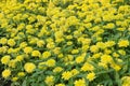 Yellow Zinnia elegans flower garden