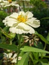 Yellow Zinnia in the evening