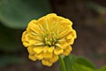 Yellow Zinnia flower Royalty Free Stock Photo