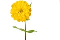 A yellow zinnia flower plant isolated on white