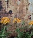 Yellow Zinnia flowers against rusted vintage old grunge iron wall background. Royalty Free Stock Photo