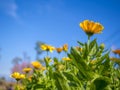 Yellow zinnia in outdoor park