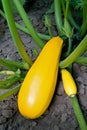 Yellow zucchini Royalty Free Stock Photo