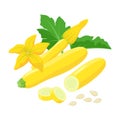 Yellow Zucchini with beautiful Squash blossoms and seeds isolated on white background. Vector botanical illustration of