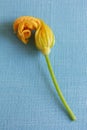 Yellow Zucchini Blossoms Royalty Free Stock Photo