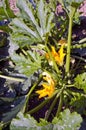 Yellow zucchini blossoms in summer garden Royalty Free Stock Photo