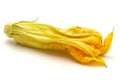 Yellow zucchini flower Royalty Free Stock Photo