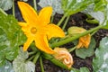 Yellow zucchini flower in bloom Royalty Free Stock Photo