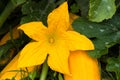 Yellow Zucchini Flower Royalty Free Stock Photo