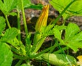 Yellow zucchini flower and fruit in vegetable plant. Royalty Free Stock Photo