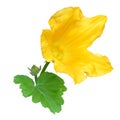 Yellow zucchini flower