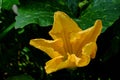 Yellow zucchini flower on plant Royalty Free Stock Photo