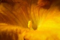 yellow zucchini flower plant in vegetable garden Royalty Free Stock Photo