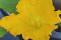 Yellow zucchini flower Royalty Free Stock Photo